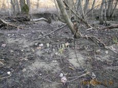 Galanthus-alpinus_стация_1